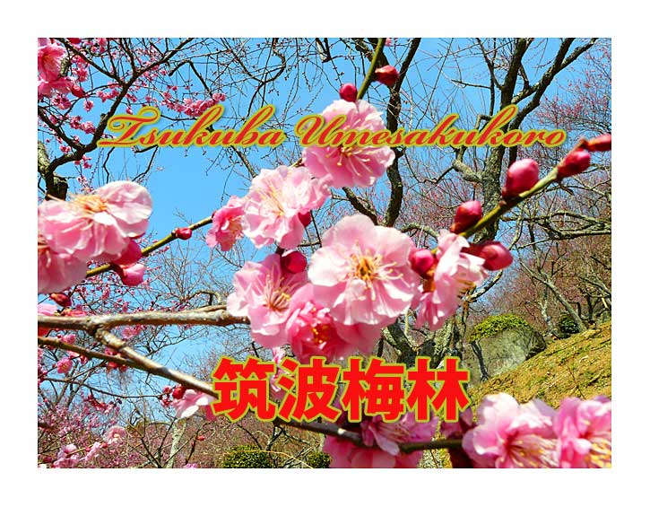 筑波山の紅梅の美しさをアップで紹介