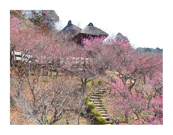 筑波梅林のほぼ頂上の四阿と紅梅の美しい風景
