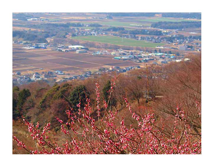 関東平野を筑波の梅林から見下ろす豪快な風景を堪能できる