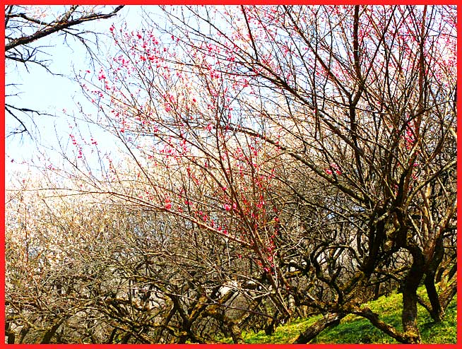 足利西渓園の梅の花が近い