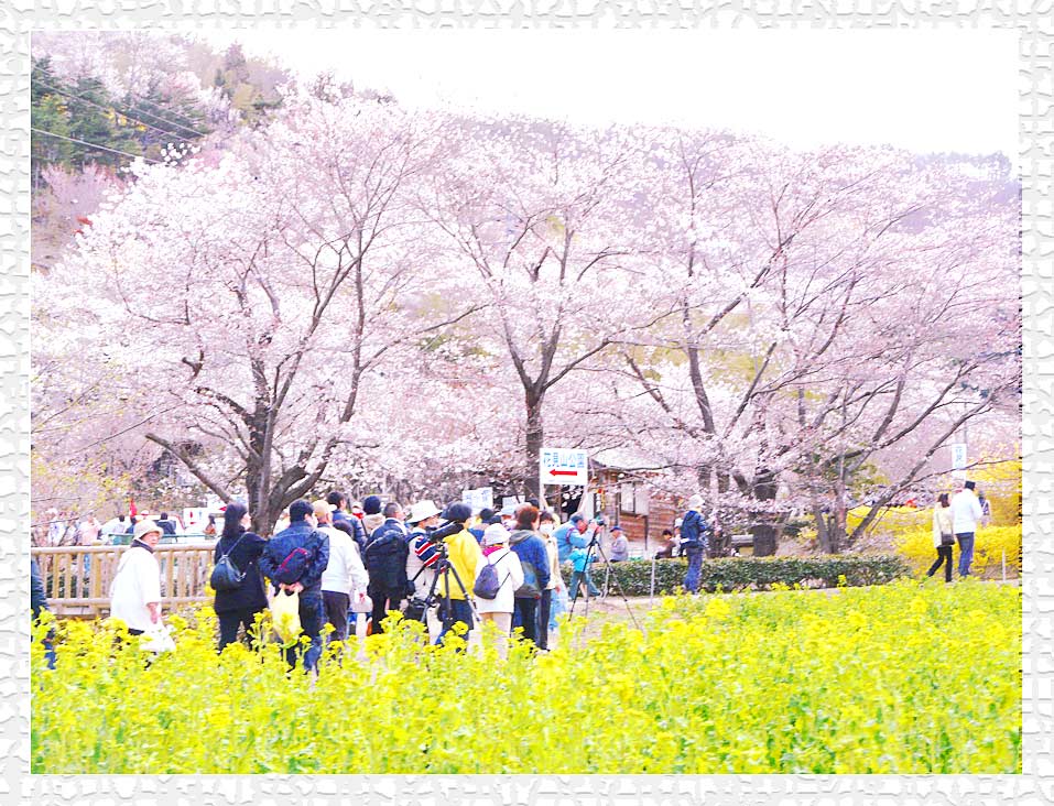 花見山の素晴らしい桜の時期