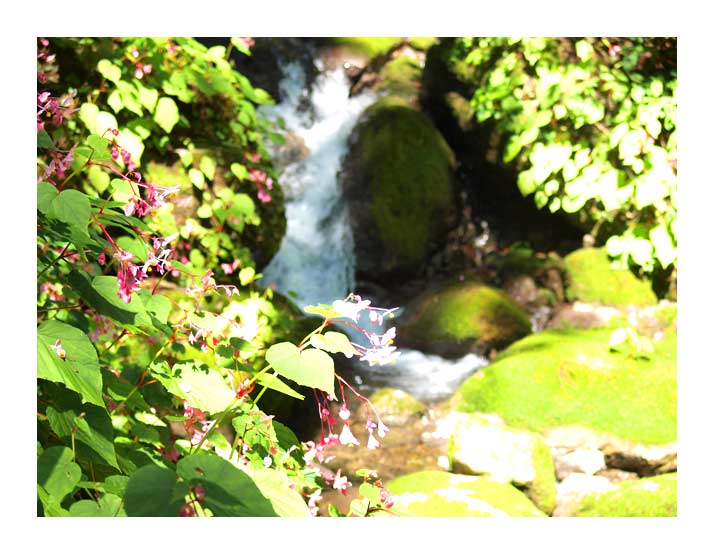 渓流の中にシュウカイドウが静かに咲いている