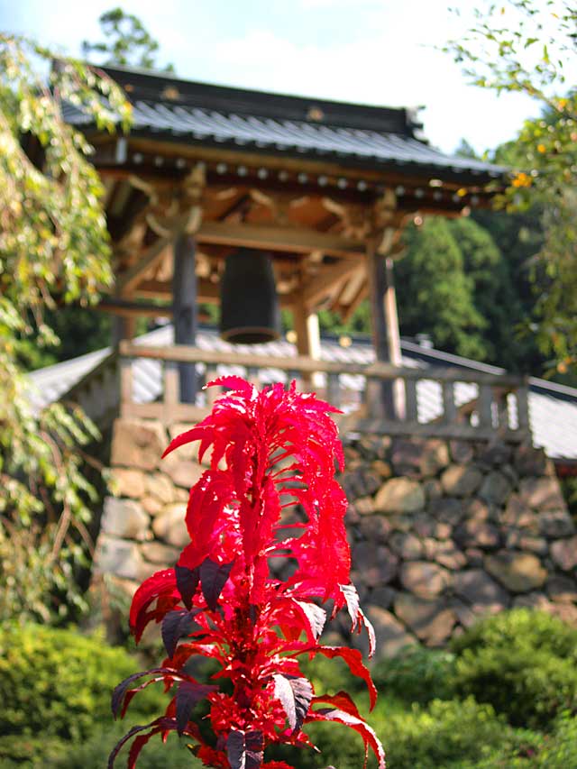 常楽寺と秋の花　けいとう