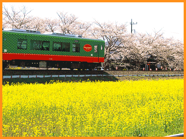 菜の花と真岡線の電車