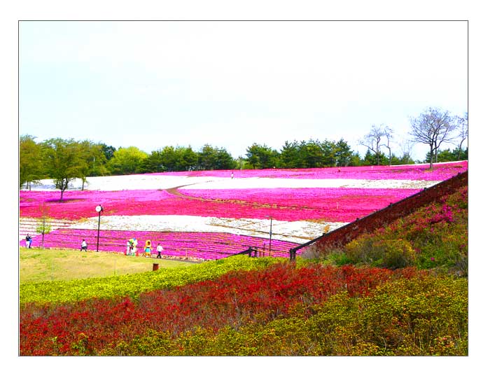 大田芝桜公園を西側から見る