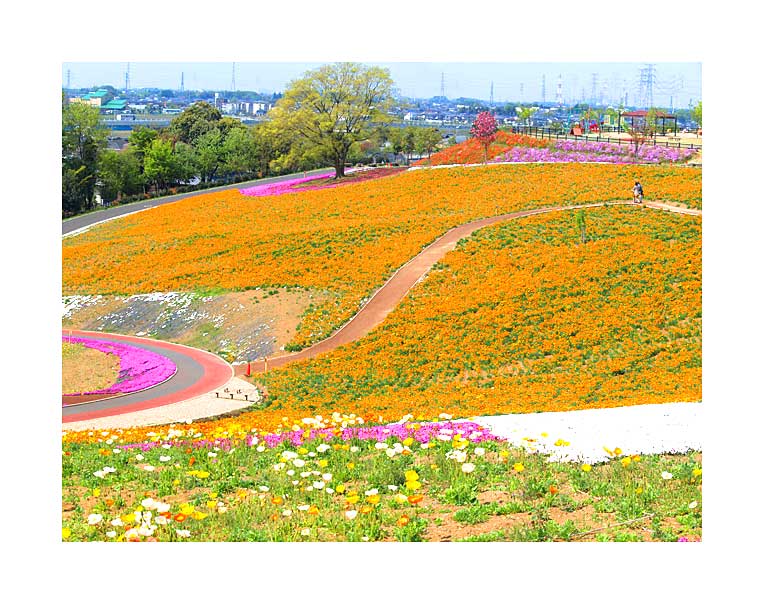 大田芝桜公園を東側から見る