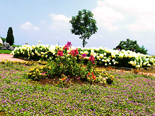 下野市蔓巻公園の紫陽花と花々
