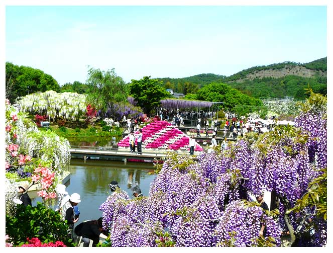 人工池から見る藤の花とツツジの競演