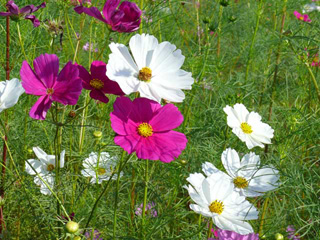 鬼怒川周辺の公園ではもうコスモスが咲いている