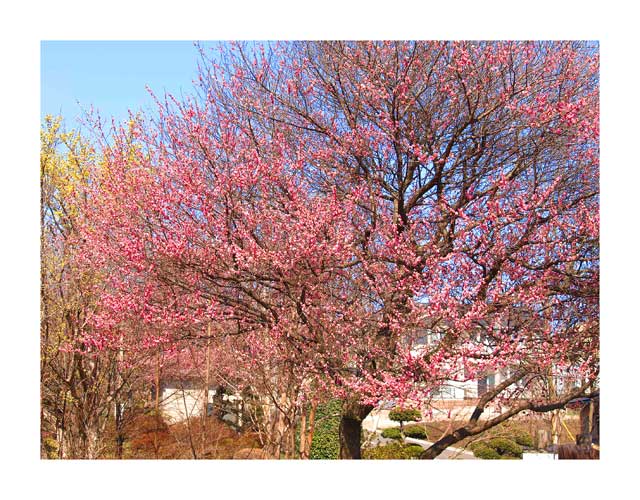 飛山城址公園入口で見る紅梅の美しい花々
