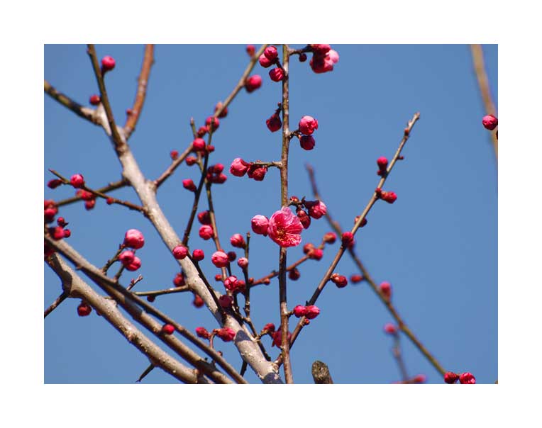同慶寺の梅の花２０１２