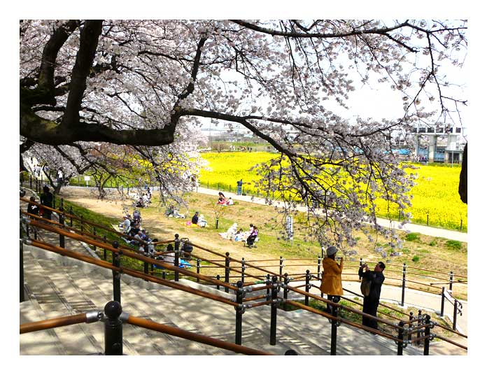 権現堂桜堤から見る風景