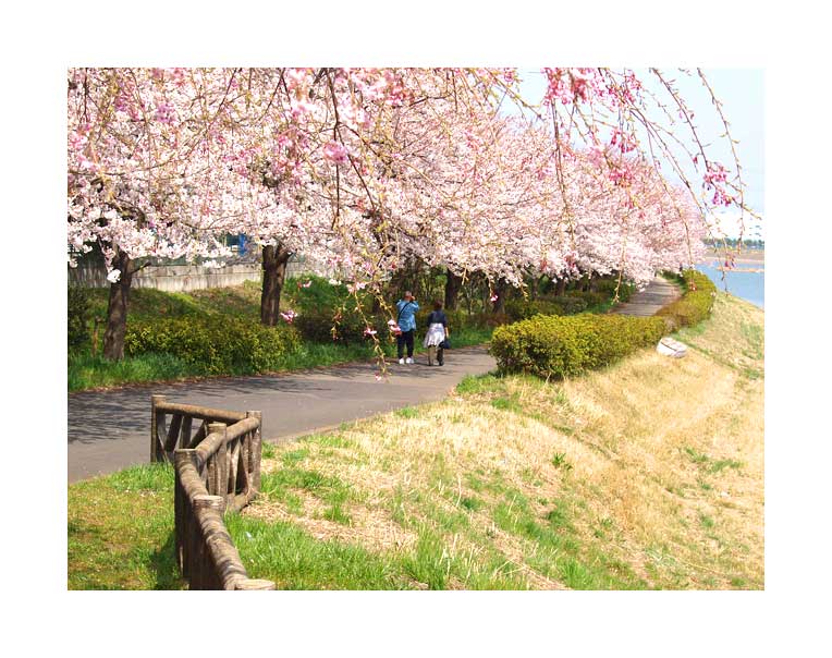 帰りがけに見る行幸湖畔の美しい桜並木