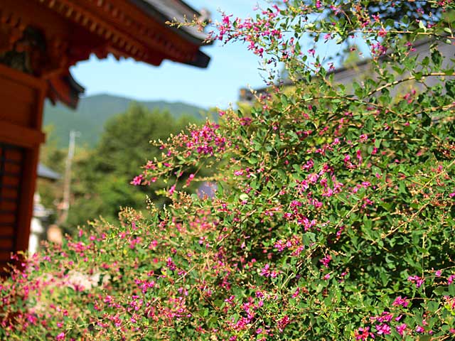 萩の花咲き出した常楽寺