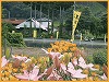 大平山紫陽花