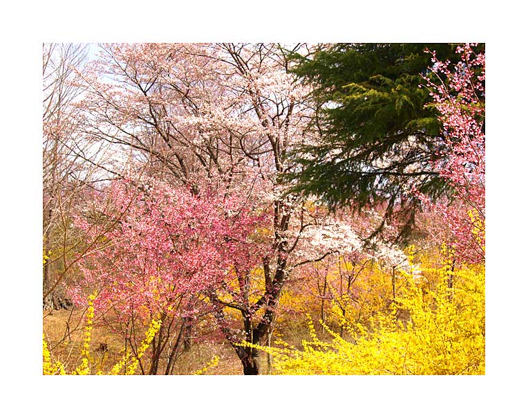 花の山　茂木の桜の美しさ