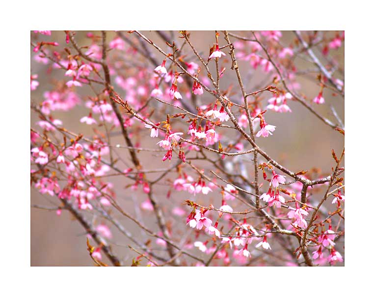 花の山　茂木の可憐な桜咲く頃