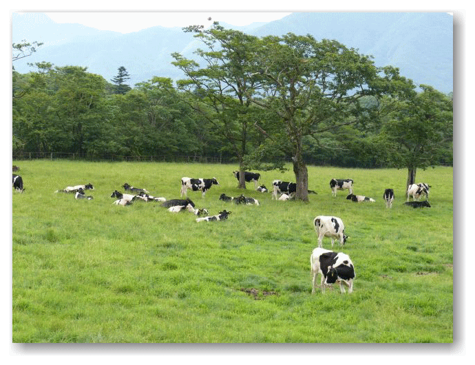 大笹牧場と乳牛