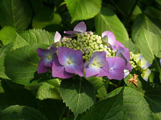 大平山の紫陽花