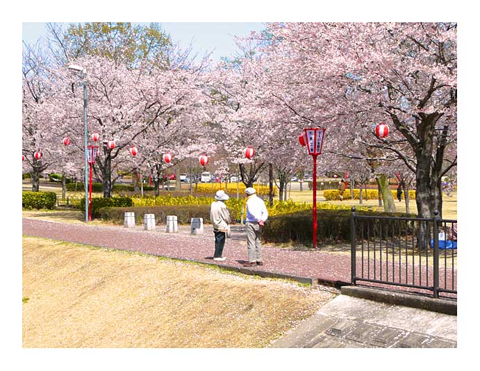 壬生東雲の桜