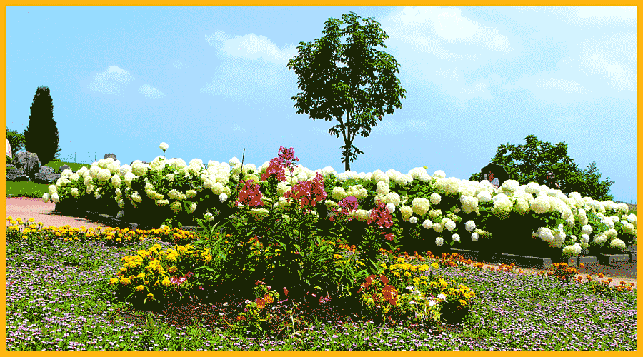 白の紫陽花　アナベル咲く公園