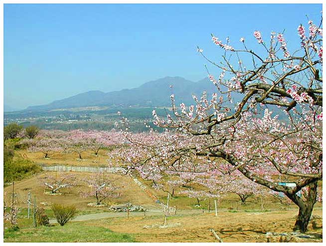 茅ヶ岳と桃の花