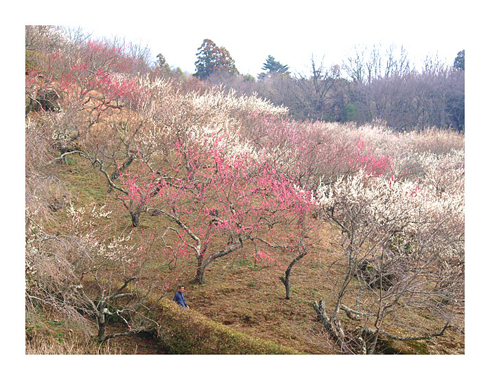 筑波梅林の登りコースの梅の開花状態