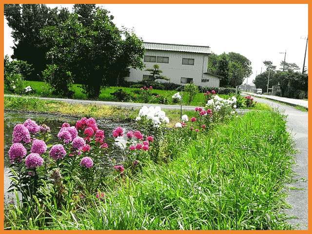 ハガを通過するときには、周辺の農道は花でいっぱいでした