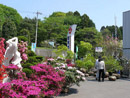錦鯉センターと桜