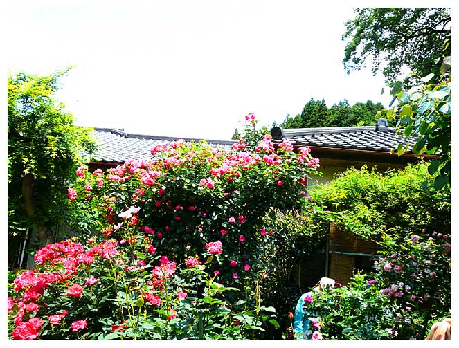 NEMOT rose garden