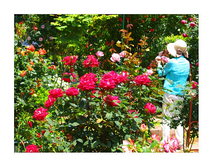 Rose garden in Karasuyama